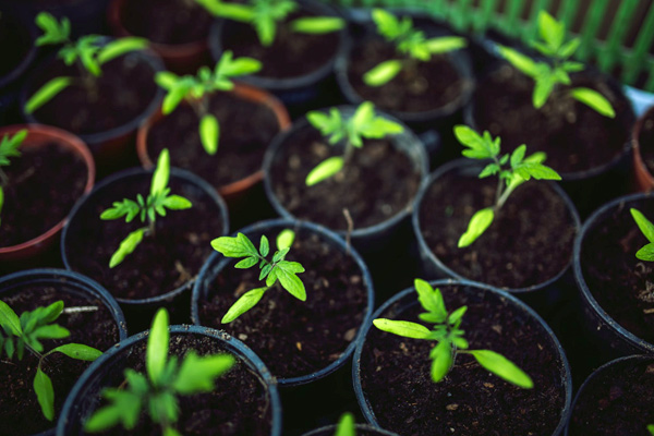 small potted plants 