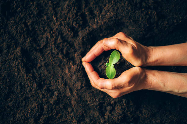 hands cupping soil with a plant sprouting in the center of the hands