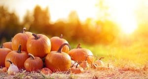 Pumpkin Season is Just Around the Corner
