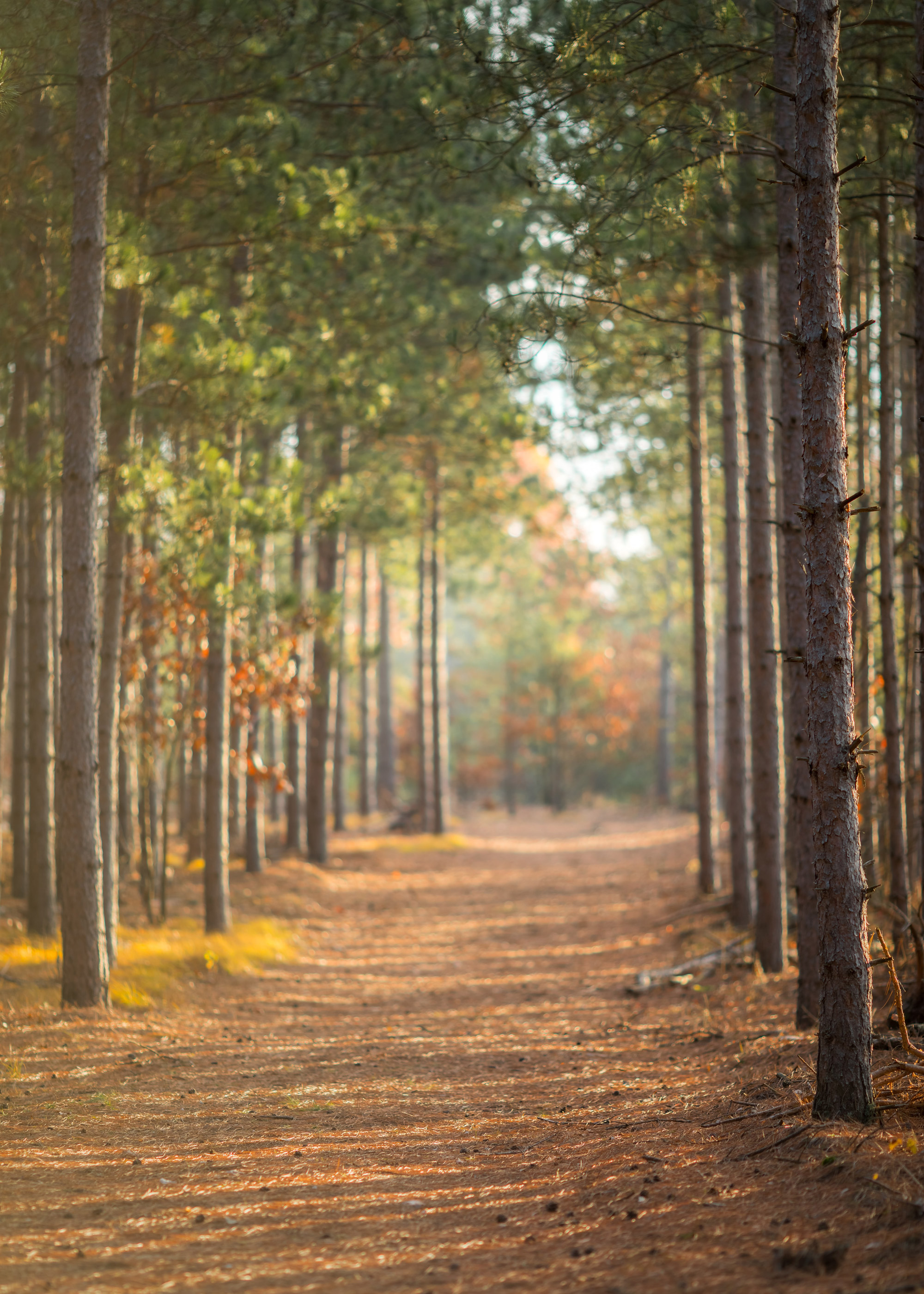 forest background with fall colors